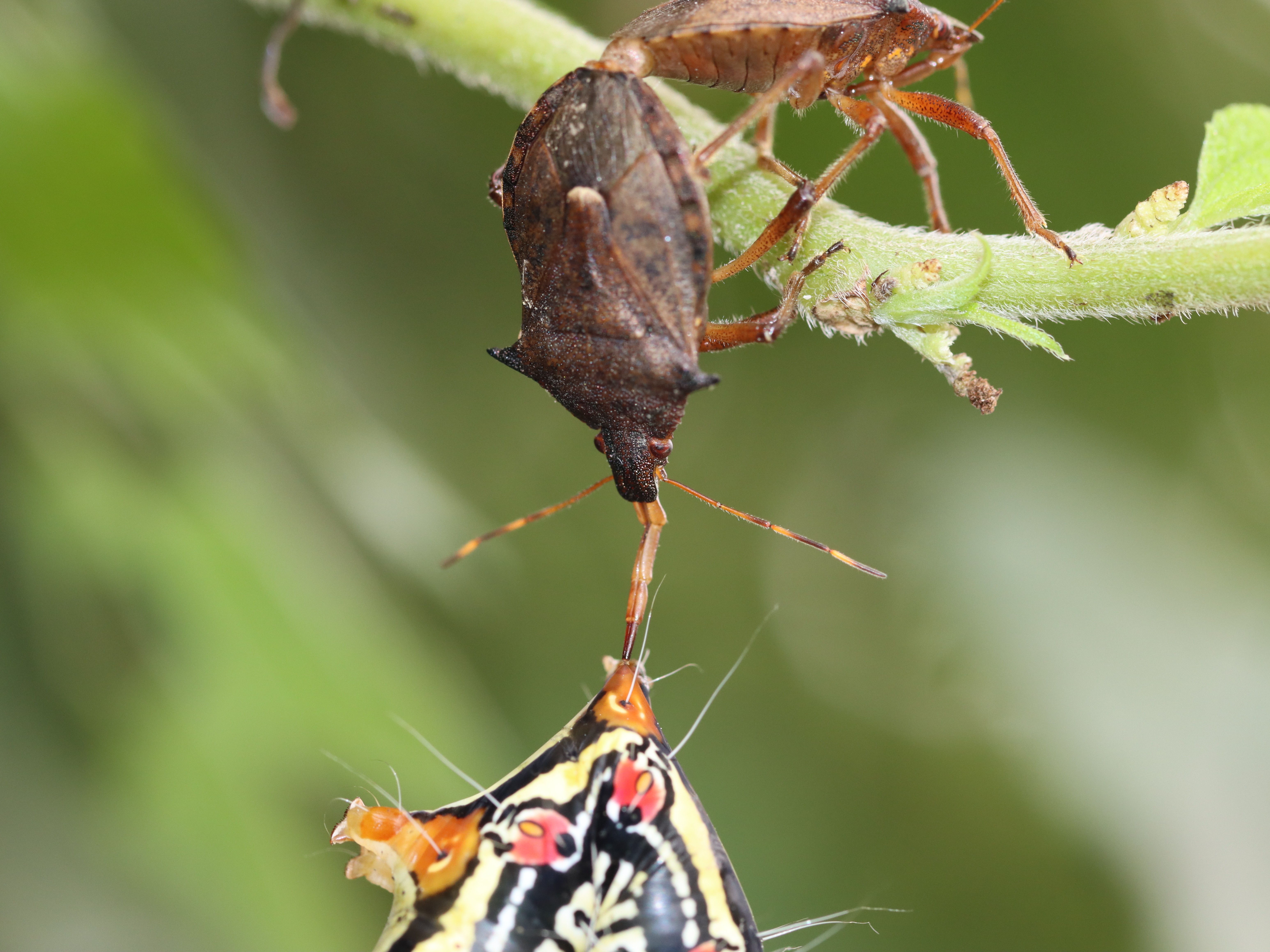 クチブトカメムシ2